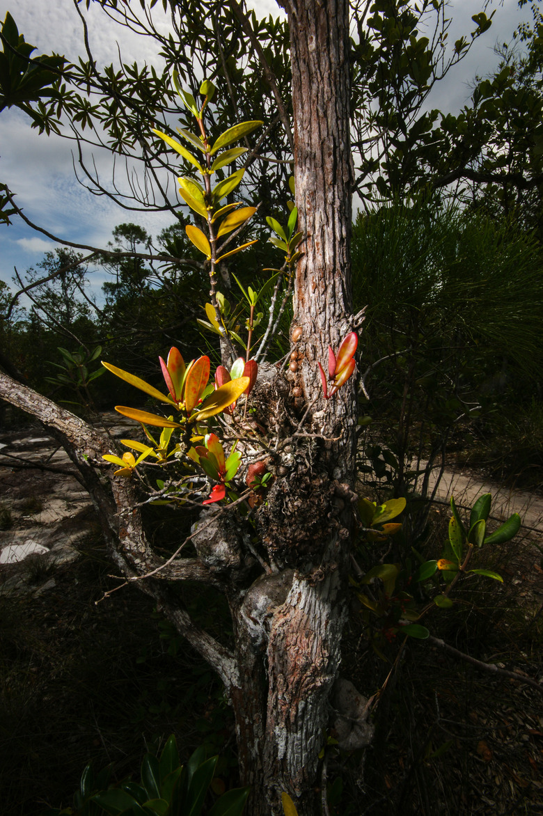 An ant plant Hydnophytum formicarum at Bako National Park in Sarawak