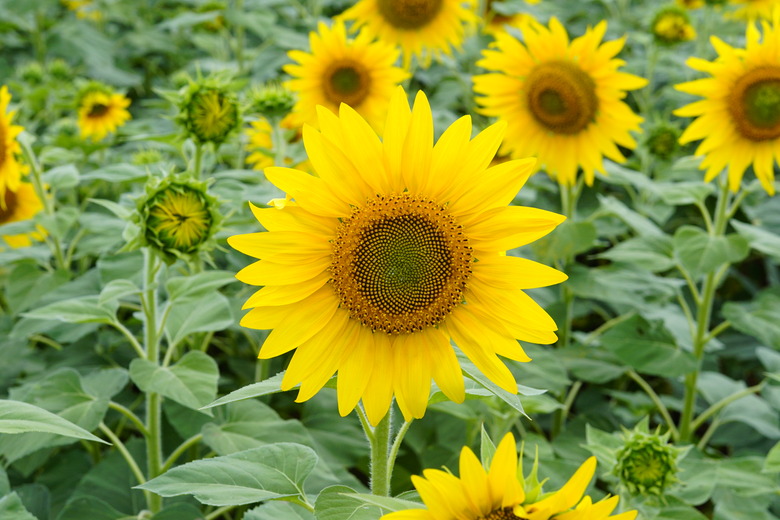 A field of common sunflowers Helianthus annuus with one right in the center of the frame.