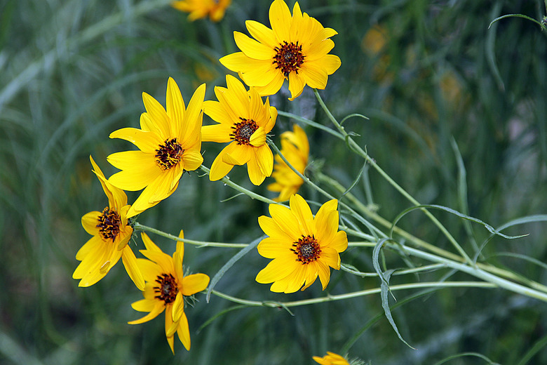 A handful of willow-leaved sunflower Helianthus salicifolius flowers jutting up and out.