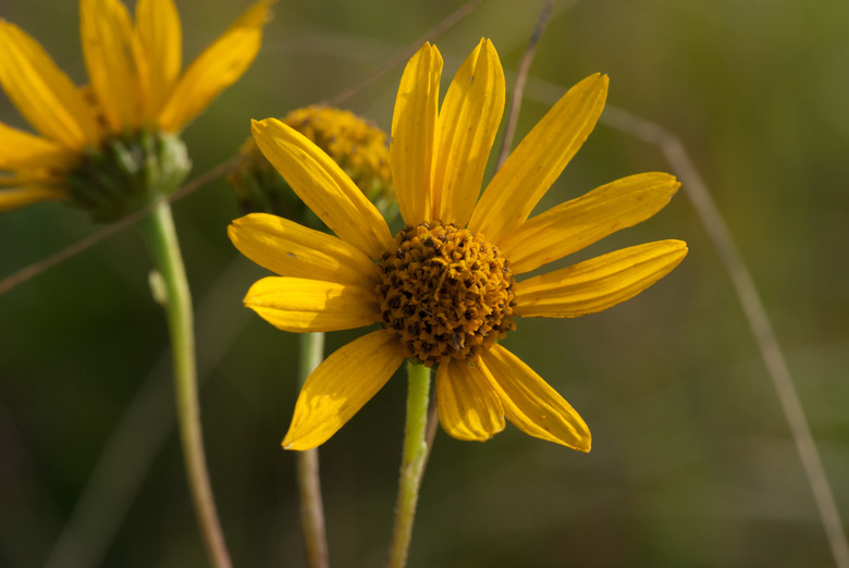 A close-up of two flowers of the western sunflower Helianthus occidentalis.