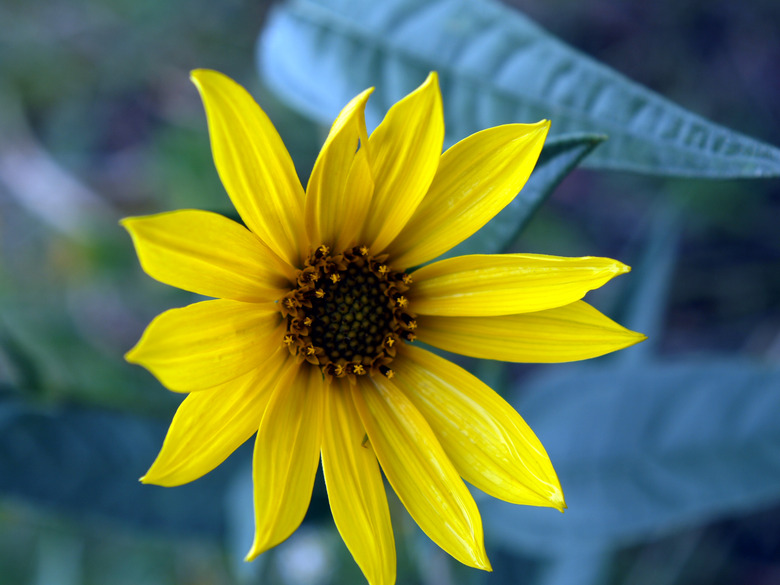 A close-up of a Maximilian sunflower Helianthus maximiliani growing at Wind Cave National Park in South Dakota.