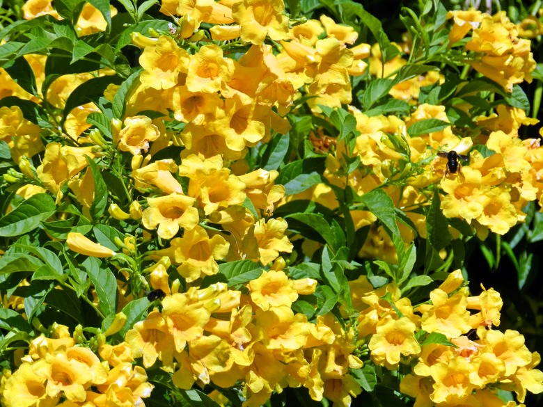 A lively esperanza bush Tecoma stans full of yellow flowers facing the sun.