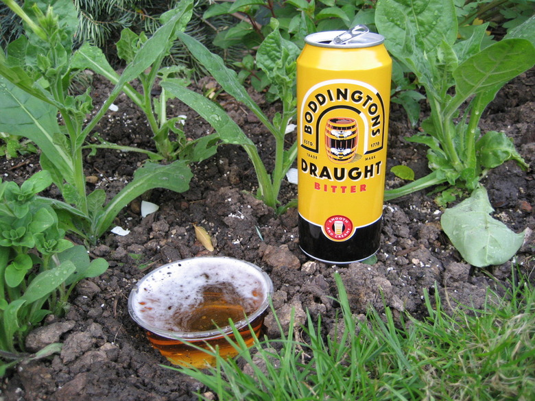 A small dish of beer lying on the soil.