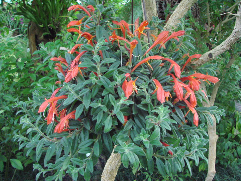 A goldfish plant Columnea hirta with plenty of orange flowers in bloom.