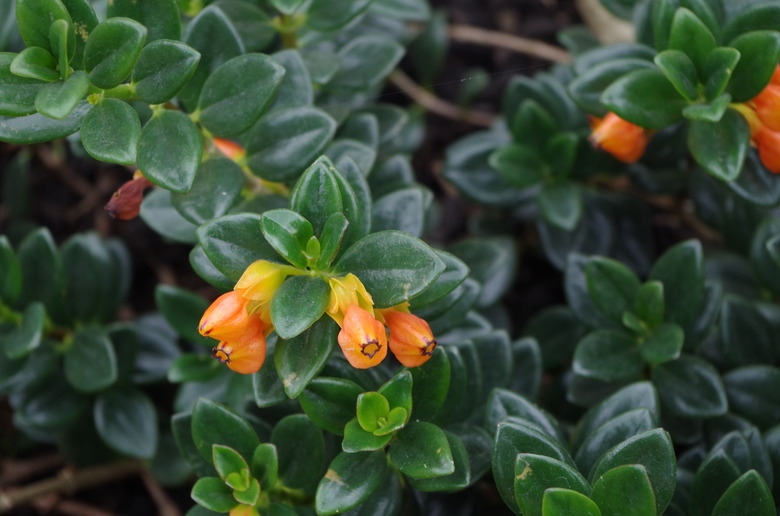 A close-up of a goldfish plant Nematanthus gregarius growing at Kew Gardens.