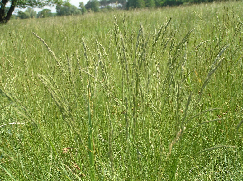 A field of furrowed fescue grass Festuca rupicola growing in the Czech Republic.