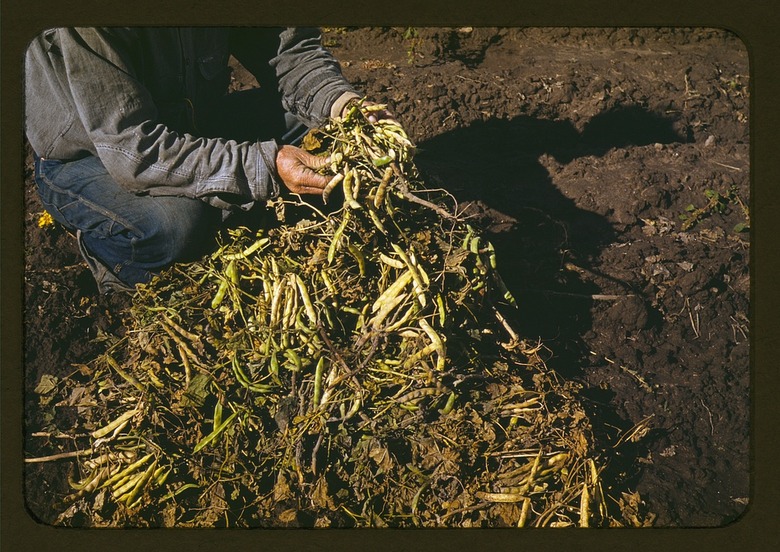 A gardener sorting through a pile of freshly harvested pinto bean pods in New Mexico.