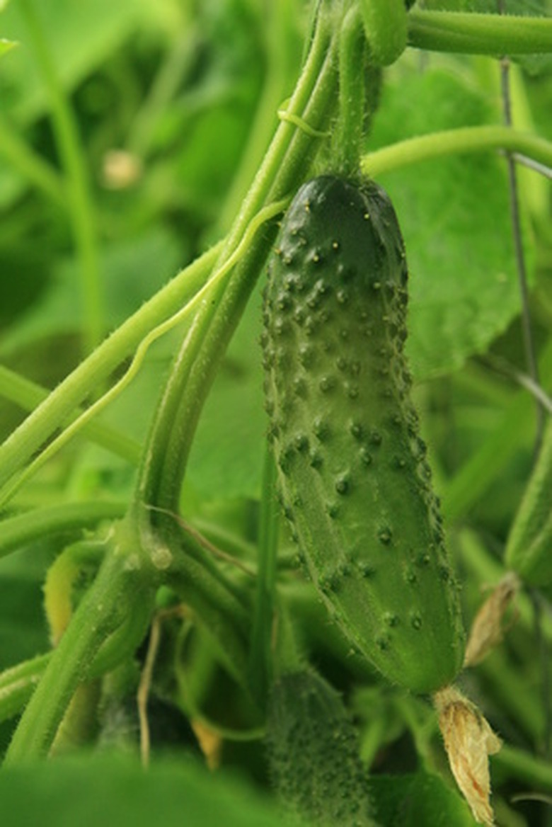 A close-up of a cucumber growing on a vine.