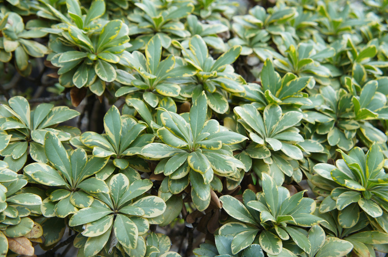 Pittosporum tobira or australian laurel green shrub