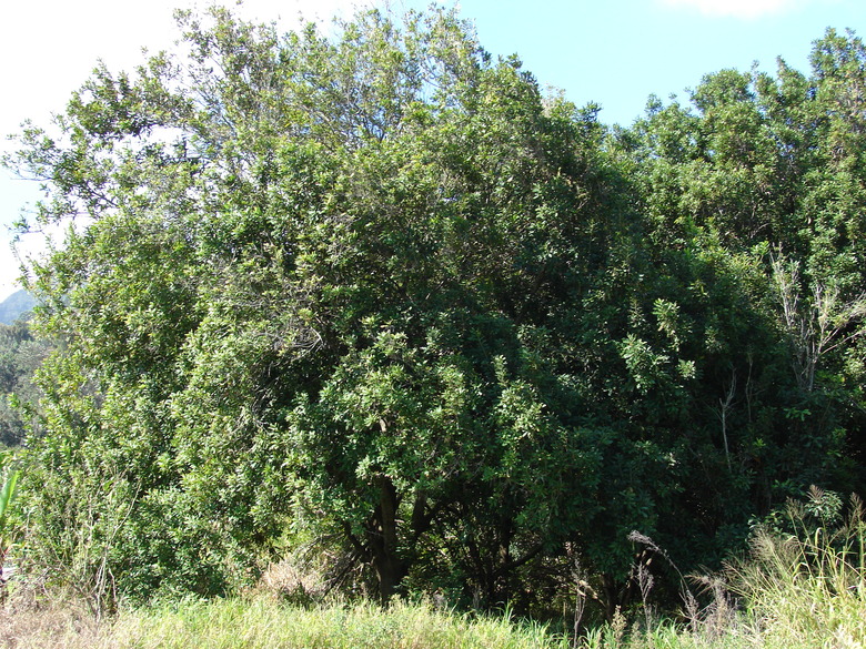 A majestic macadamia nut tree Macadamia integrifolia in Maui.