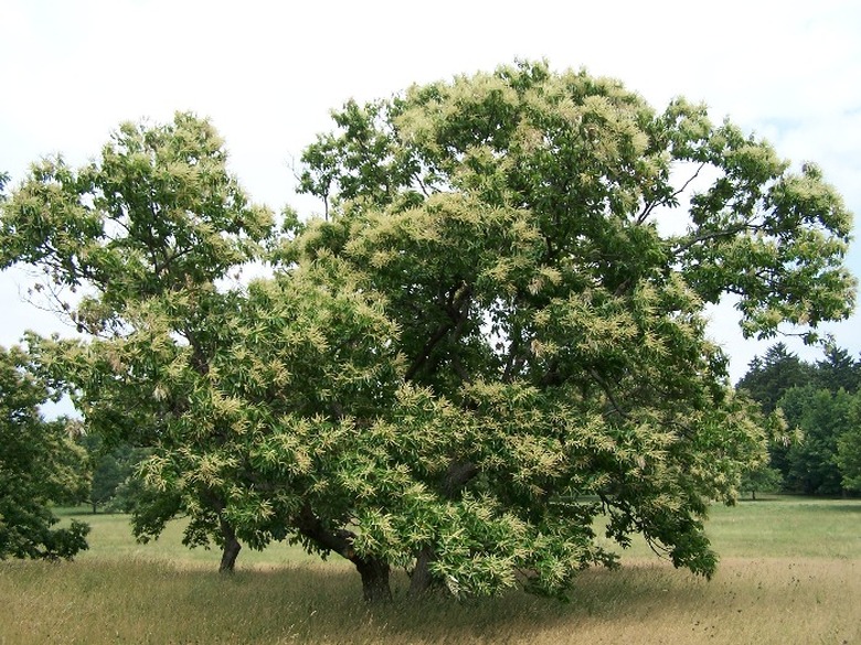 A flourishing American chestnut tree Castanea dentata in a field of grass.