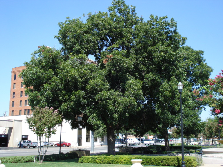 A large pecan tree Carya illinoinensis in Everman Park in Abilene