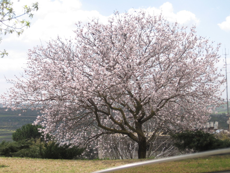 A glorious almond tree Prunus dulcis in full bloom.