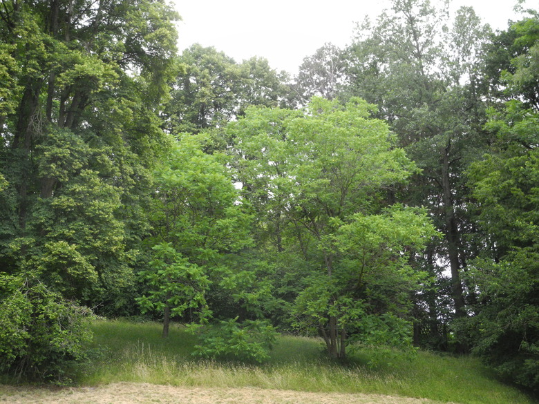 A butternut tree Juglans cinerea growing amidst other tall trees.