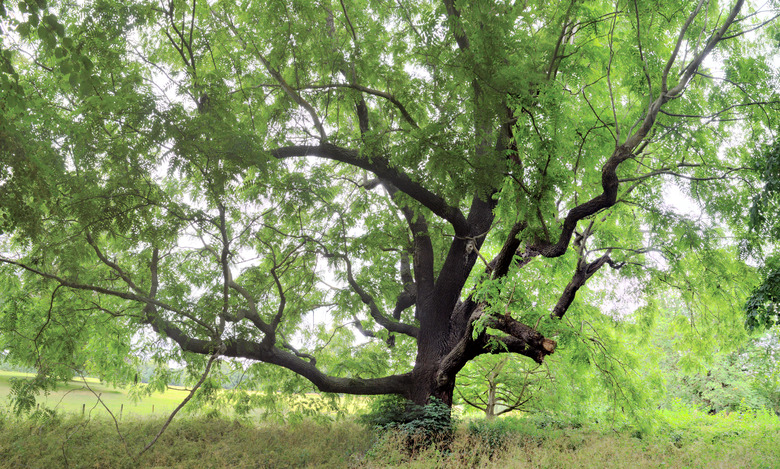 An eastern black walnut Juglans nigra tree that's hundreds of years old.