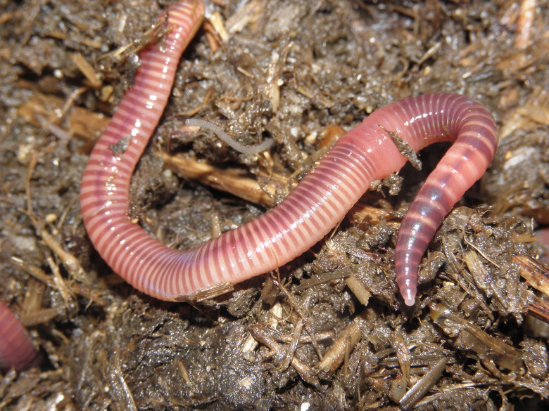 A close-up of a red wiggler worm Eisenia fetida