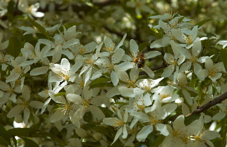 A bee on a branch of beautiful white Siebold crabapple Malus toringo flowers.