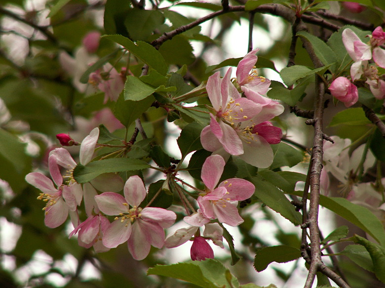 Delicate pink and white flowers and buds from an American crabapple Malus coronaria tree.