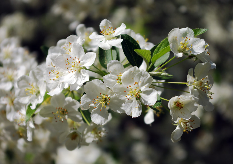 A close-up of some lovely white flowers from a Sargent crabapple Malus sargentii tree.