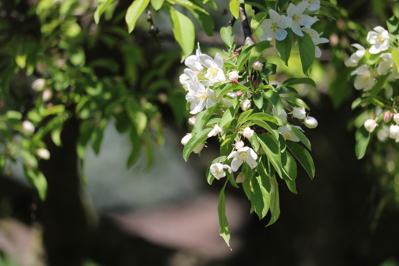 A close-up of a branch of a Sugar Tyme crabapple tree Malus 'Sutyzam' SUGAR TYME.