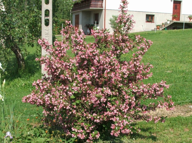 A hearty weigela Weigela florida shrub with pink flowers stands alone on a lawn.