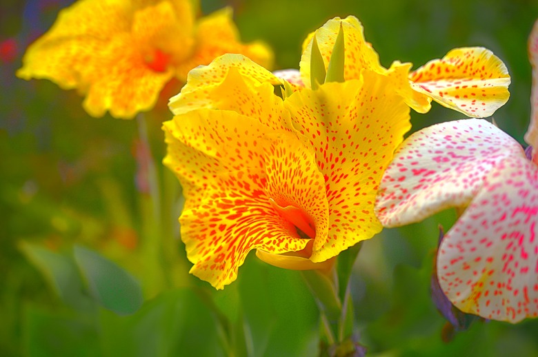 Some lovely yellow and white Golden Lucifer canna lilies Canna 'Golden Lucifer' in full bloom.