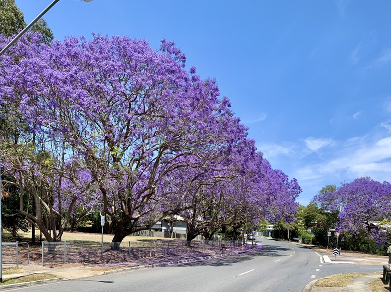 A row of jacaranda trees Jacaranda mimosifolia along a street on a sunny day.
