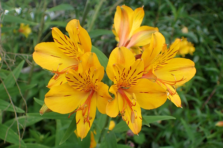 Delicate orange and yellow flowers of the lily of the Incas Alstroemeria aurea.