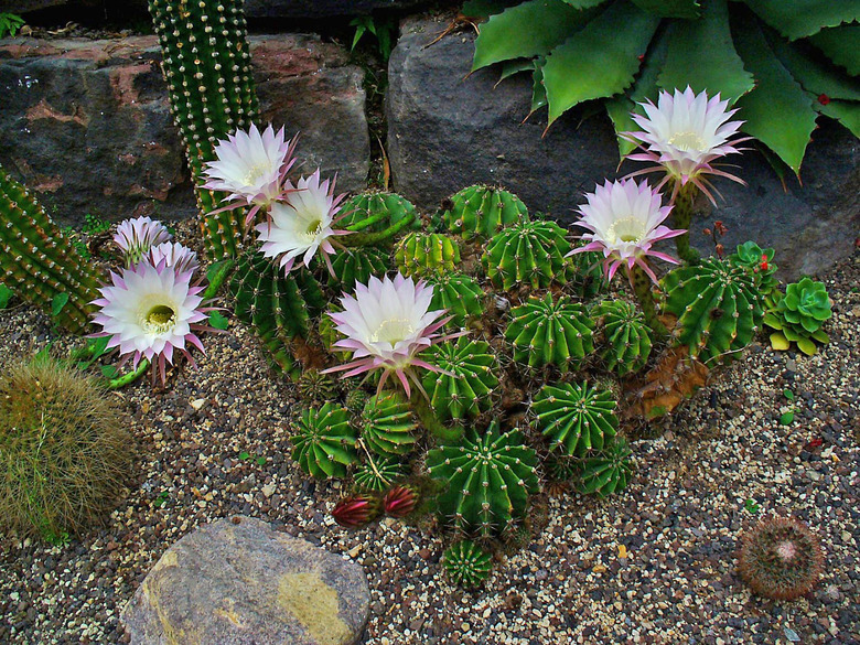 Cute little Easter lily cacti Echinopsis oxygona bunched up together