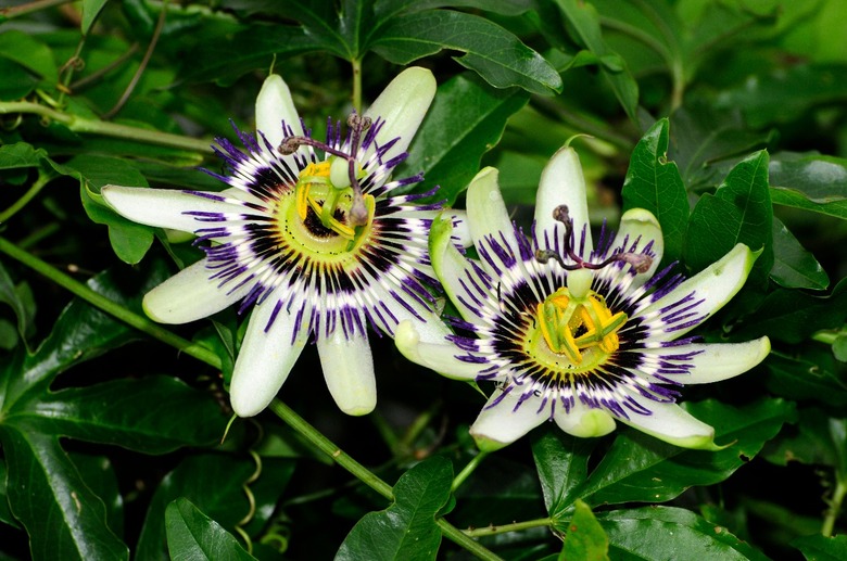 Two stunning white