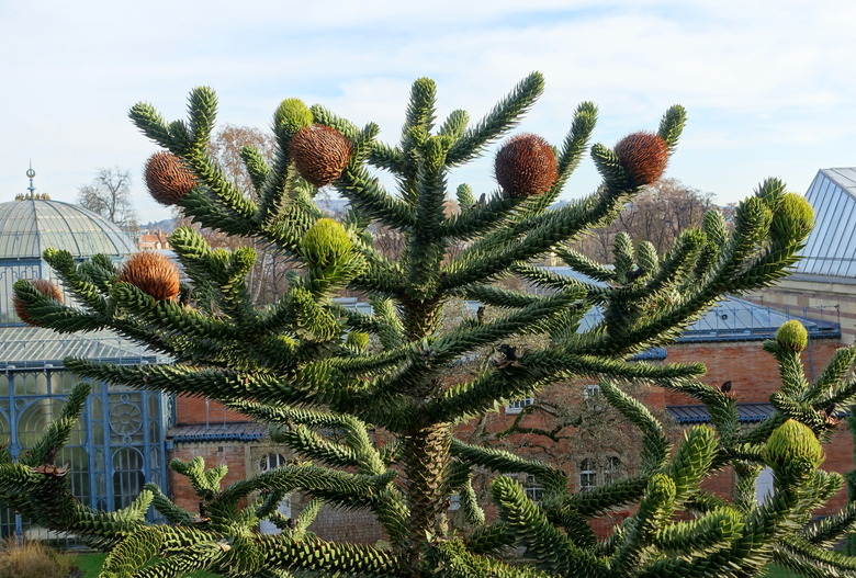Branches of a monkey puzzle tree Araucaria araucana shooting off in various directions.