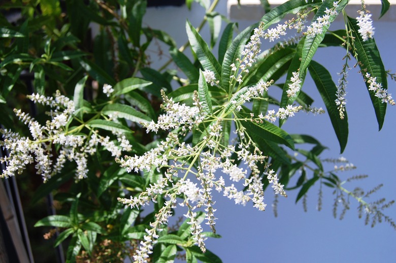 A close-up of the small white flowers of lemon verbena Aloysia citriodora.