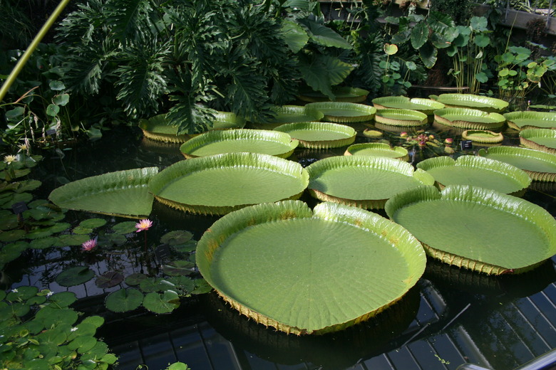 Large Santa Cruz water lilies Victoria cruziana floating on the water together.