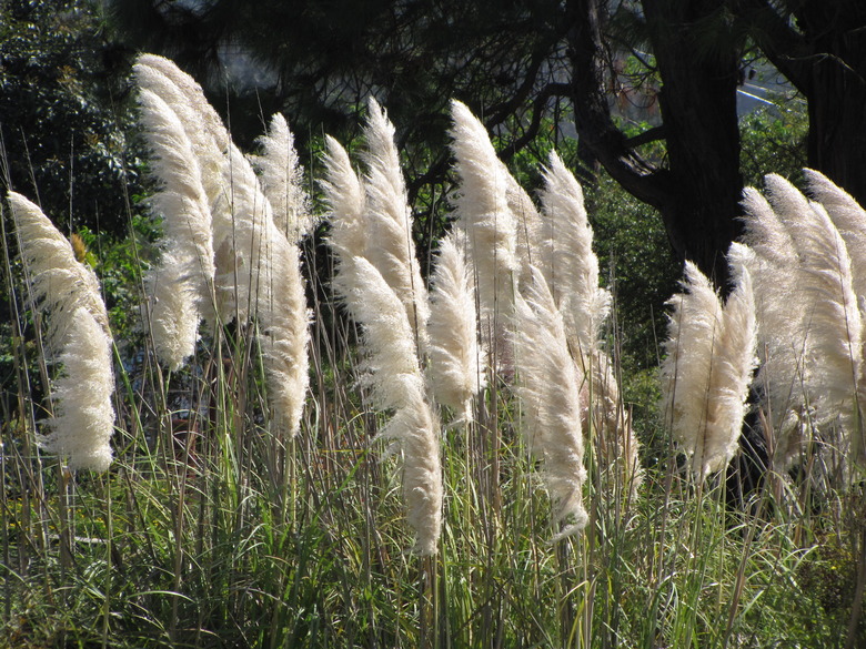 Pampas grass Cortaderia selloana plants blowing in the breeze.