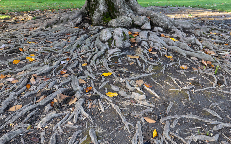 The roots of a Magnolia grandiflora tree spreading out across California State Capitol Park in Sacramento