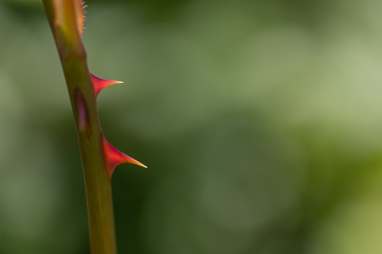 A close-up of the stem of a rose with prickles.