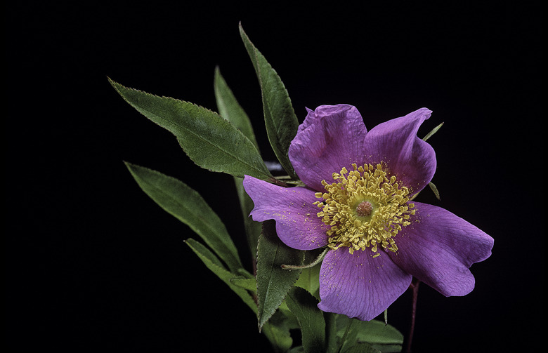 A close-up of a swamp rose Rosa palustris