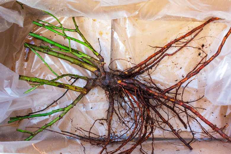 A bare rose root without soil in plastic.