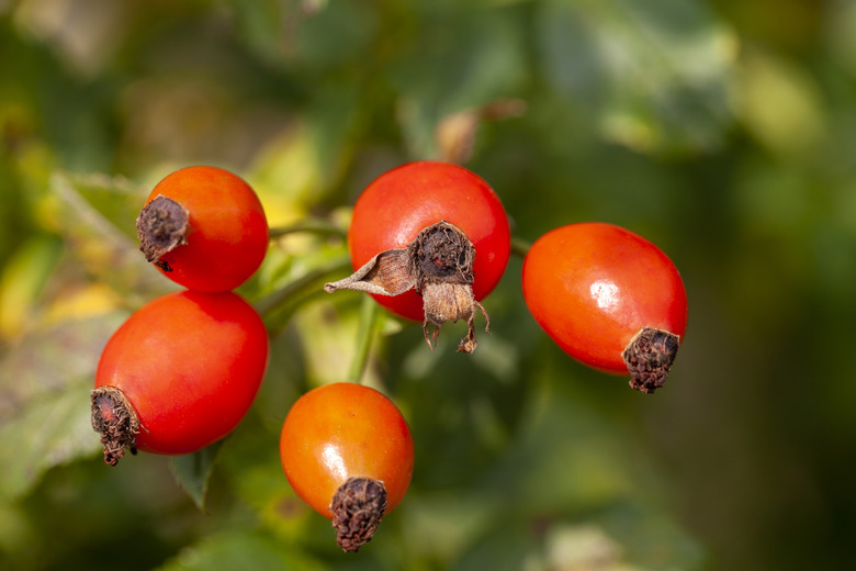 Many red rosehips on a twig in the garden.