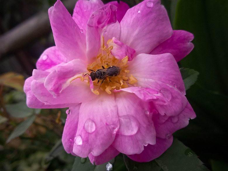A bee sits inside a pink rose's petals.