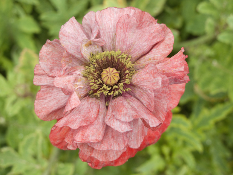 A close-up of an exquisite Shirley Poppy Flanders poppy Papaver rhoeas 'Shirley Poppy' with red and white colors in its flower.