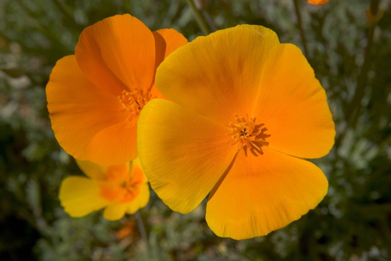 A close-up of three Mexican gold poppies Eschscholzia californica ssp. mexicana and their delightfully orange and yellow flowers.