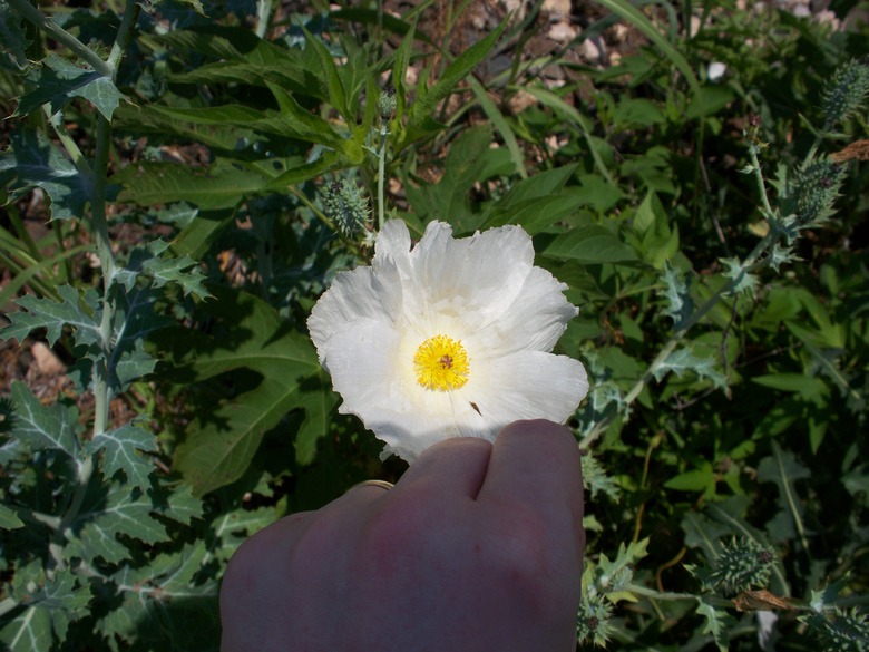 A hand reaching out to touch a Texas white prickly poppy Argemone albiflora ssp. texana.