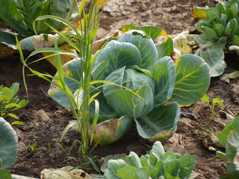 A head of cabbage Brassica oleracea var. capitata growing up from the ground.