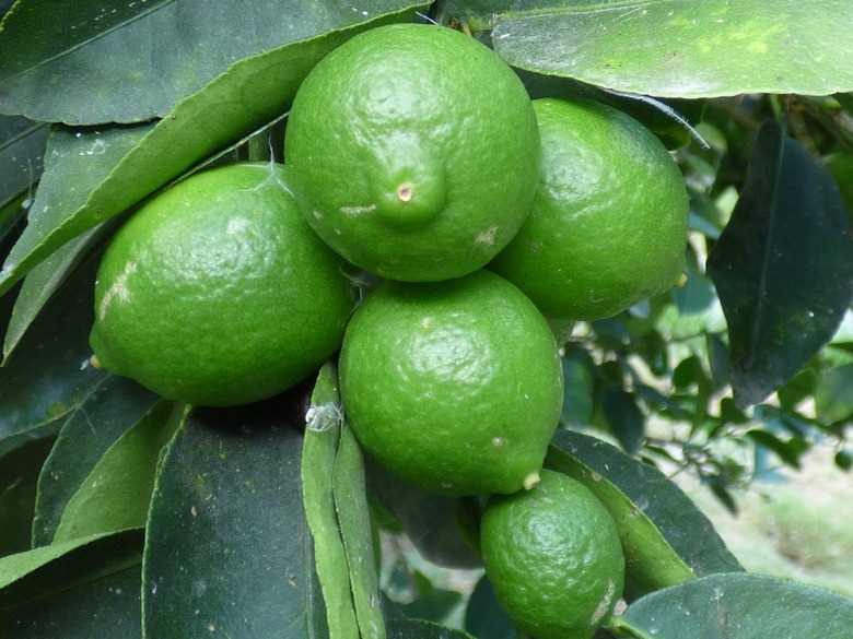 Some Persian limes Citrus x latifolia growing on Sand Island in the Midway Atoll.
