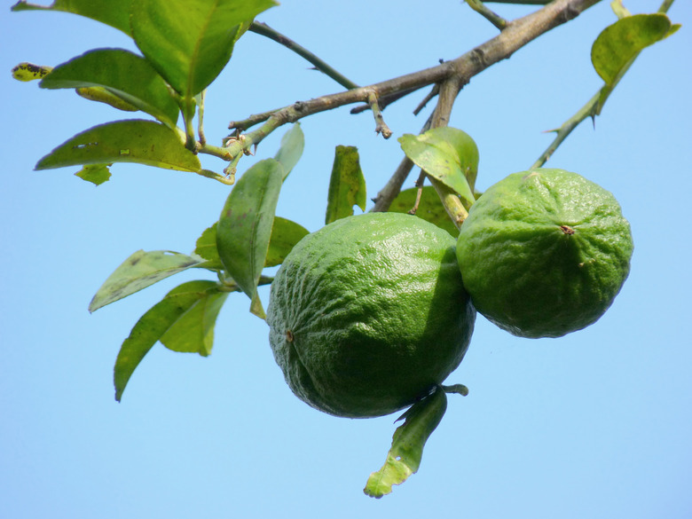 Mexican limes Citrus x aurantiifolia growing on a branch against a light blue sky backdrop.
