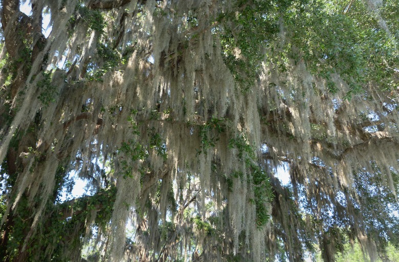 Spanish moss Tillandsia usneoides growing on St. Simon's Island