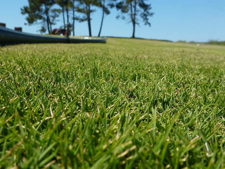 A low close-up of some recently cut zoysiagrass Zoysia tenuifolia.