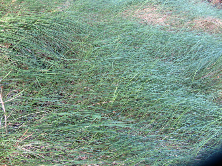 A thick patch of Chewings fescue Festuca rubra subsp. commutata growing in New Zealand.