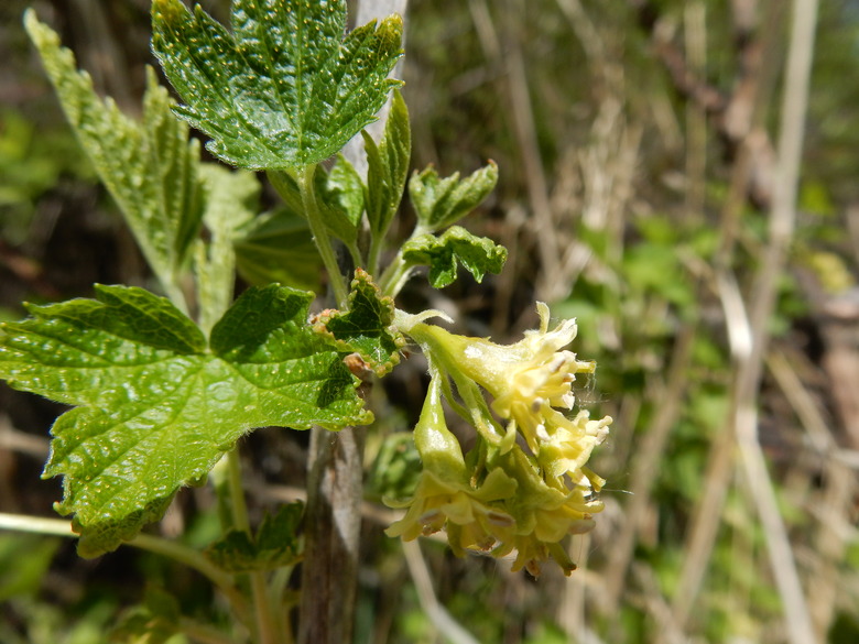 A wild black current Ribes americanum plant growing along the East Gallatin River in the Glen Lake Rotary Park area
